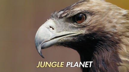Jungle Planet on Animal Planet HD Tamil