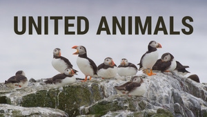 United Animals on Animal Planet HD Hindi - past program