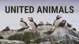 United Animals on Animal Planet HD English - past program