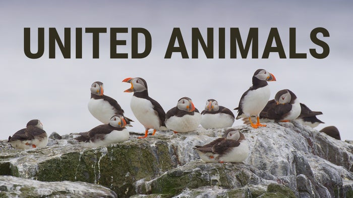 United Animals on JioTV