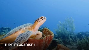 Turtle Paradise on Stingray Naturescape - past program
