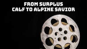 From Surplus Calf To Alpine Savior on dw - past program