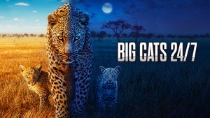 Big Cats 24/7 on Sony BBC Earth SD - past program