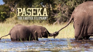 Paseka - The Easter Elephant on INWILD - past program