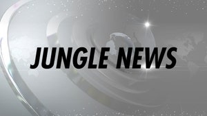 Jungle News on News Nation