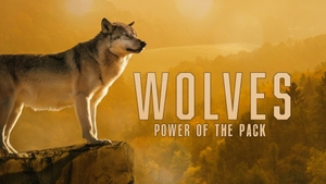 Wolves: Power of the Pack on Animal Planet HD Hindi - past program