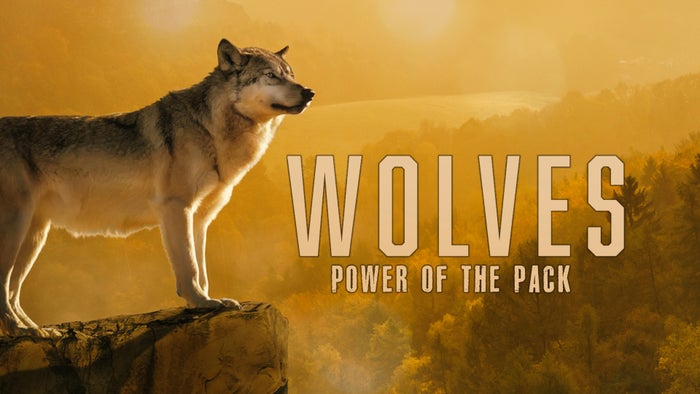 Wolves: Power of the Pack on JioTV