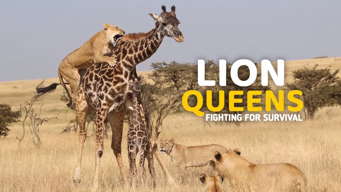 Lion Queens: Fighting For Survival on JioTV