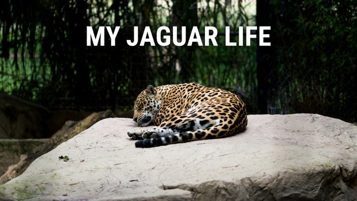 My Jaguar Life on JioTV