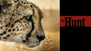 Predators on Sony BBC Earth SD - past program