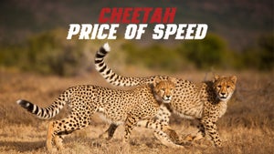 Cheetah: Price of Speed on Nat Geo Wild HD - future program