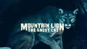 Mountain Lion: The Ghost Cat on Animal Planet HD Hindi - past program