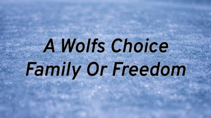 A Wolf's Choice Family Or Freedom on Animal Planet English