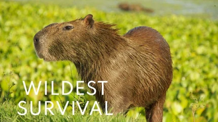 Wildest Survival on Animal Planet English