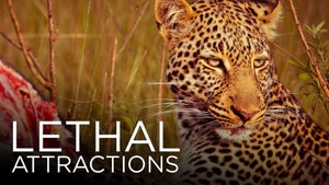 Lethal Attractions on Animal Planet HD Tamil - past program