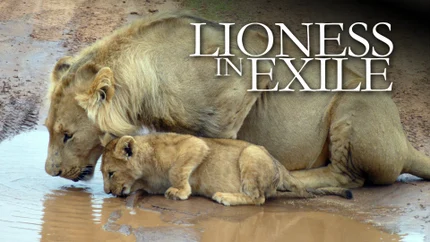Lioness in Exile on Animal Planet HD World