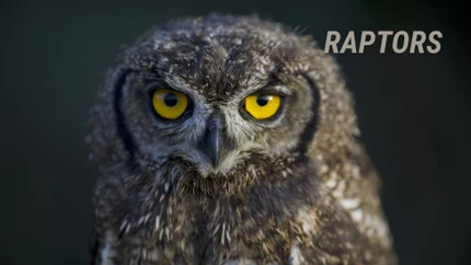 Raptors on Animal Planet HD World