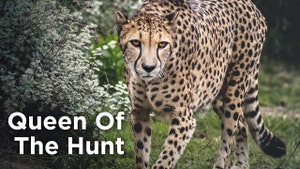 Queen Of The Hunt on Animal Planet Hindi