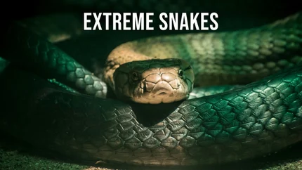 Extreme Snakes on Animal Planet English