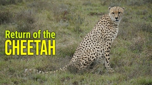 Return of the Cheetah on Animal Planet English - past program