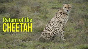 Return of the Cheetah on Animal Planet English - past program