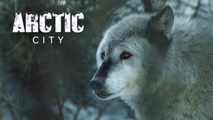 Arctic City Episode 1 on INWILD - past program