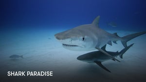 Shark Paradise on Stingray Naturescape - past program