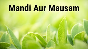 Mandi Aur Mausam on Krishi Pitaara - past program