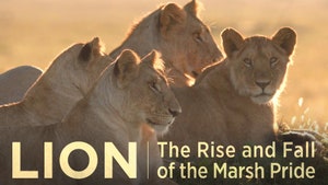 Lion: The Rise and Fall of the Marsh Pride on Animal Planet Hindi - past program