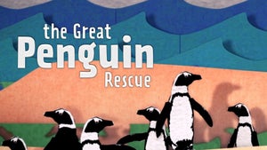 The Great Penguin Rescue Episode 6 on INWILD - past program