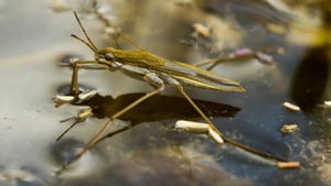 Super Senses: Special Forces Episode 1 on INWILD - past program