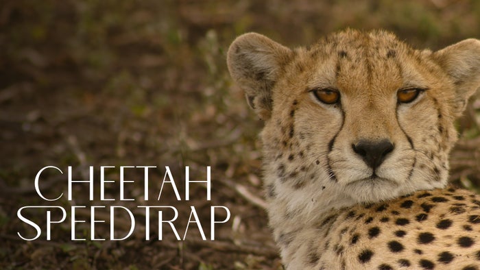 Cheetah Speed Trap on JioTV
