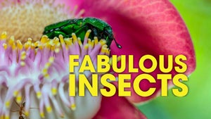 Fabulous Insects Episode 1 on Animal Planet English - past program