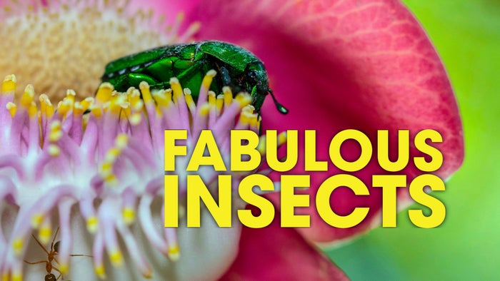 Fabulous Insects Episode No.1 on JioTV