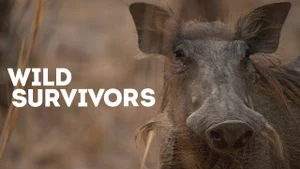 Wild Survivors on Animal Planet Hindi