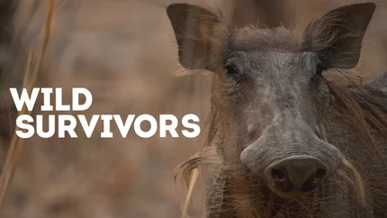 Wild Survivors on Animal Planet English