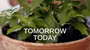 Tomorrow Today on dw - past program