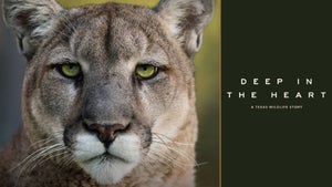 Deep in the Heart: A Texas Wildlife Story on Animal Planet HD Hindi - future program