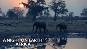 A Night on Earth: Africa on Animal Planet Hindi - past program