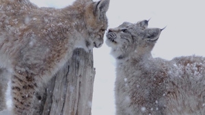 The queen in the north on Animal Planet Hindi - past program
