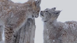 The queen in the north on Animal Planet Hindi - past program