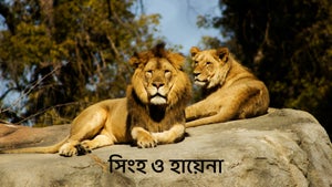 Lions & Hyenas on Animal Planet Telugu - past program