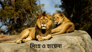 Lions & Hyenas on Animal Planet Telugu - past program