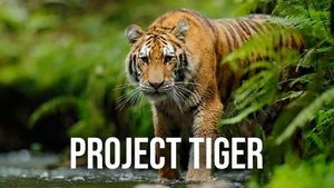 Project Tiger on Animal Planet Hindi - past program