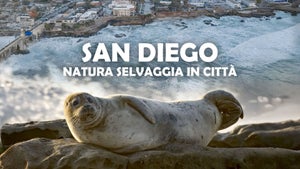 San Diego: America's Wildest City on Animal Planet English - past program