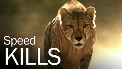 Speed Kills on Animal Planet HD World