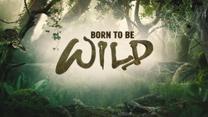 Born to Be Wild Episode 2 on History TV18 - past program