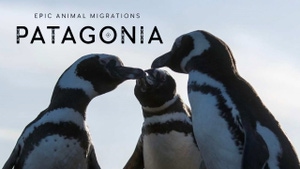 Epic Animal Migrations Patagonia on Animal Planet HD Hindi - past program