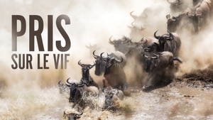 Caught in Motion on Animal Planet HD English - past program