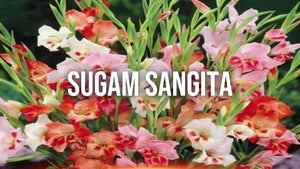 Sugam Sangeeta on DD Oriya - past program